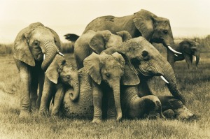 Elephant-family-play-session-MAR060104-Z-7